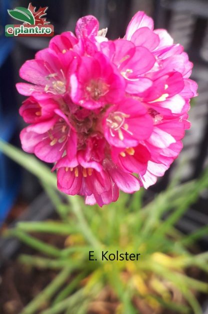 Armeria maritima 'Splendens'