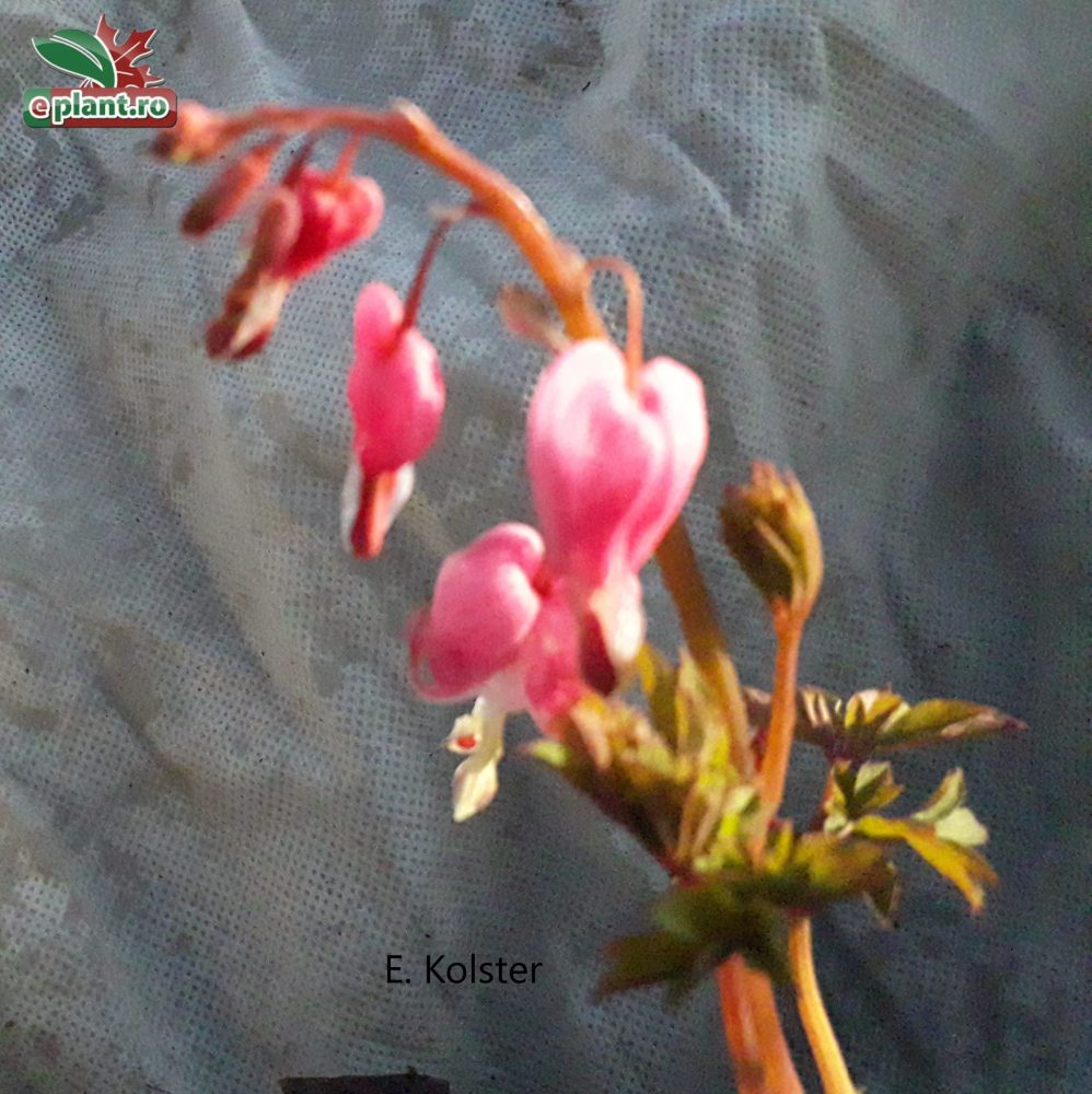 dicentra spectabilis 2