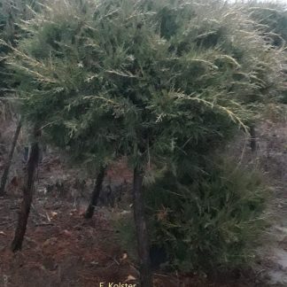 Juniperus chinensis 'Kuriwao Gold'