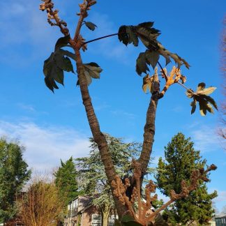 Tetrapanax papyrifer 'Rex'