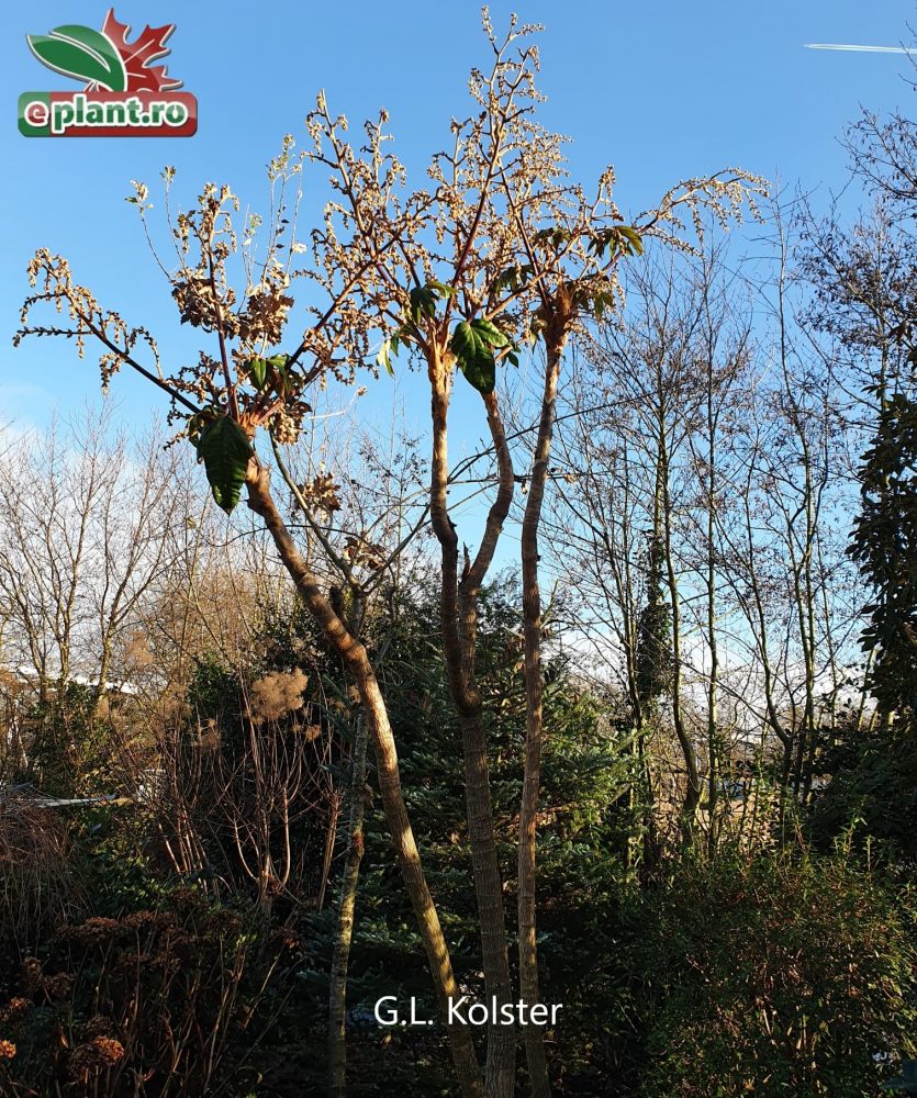 tetrapanax pap. Rex2