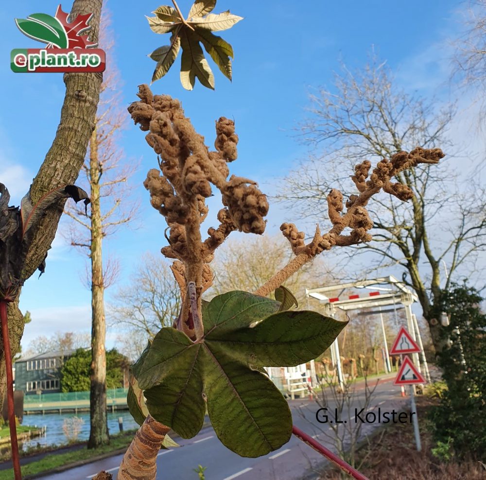 tetrapanax pap. Rex3