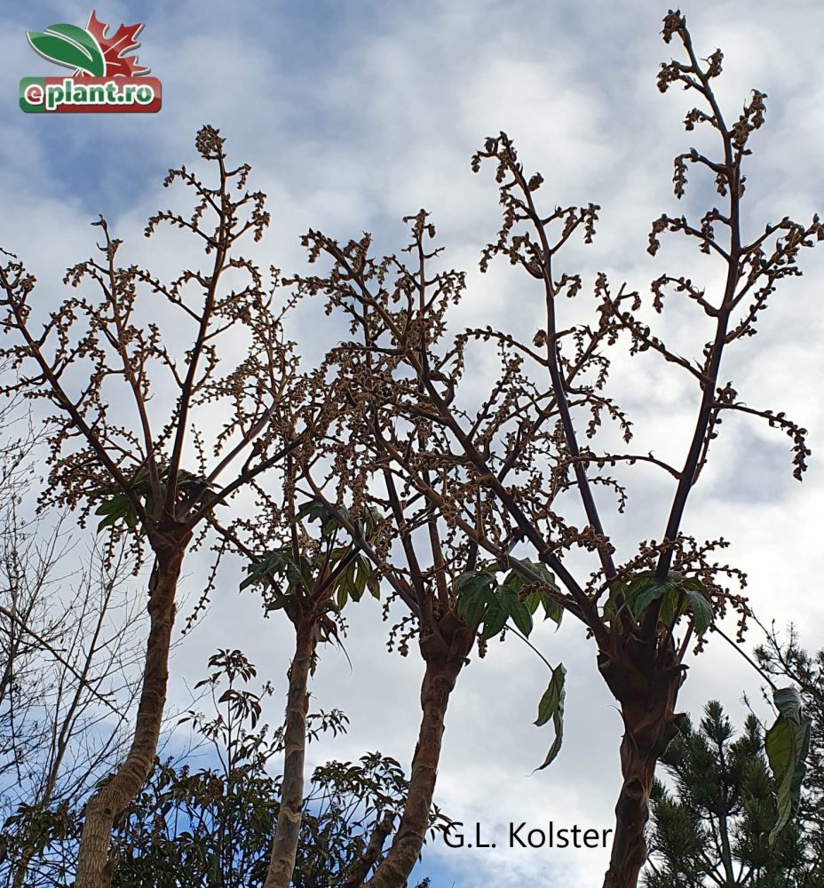 tetrapanax pap. Rex4