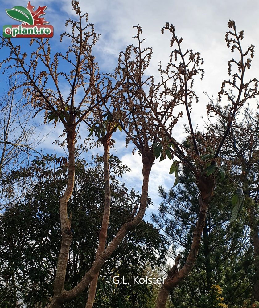 tetrapanax pap. Rex5