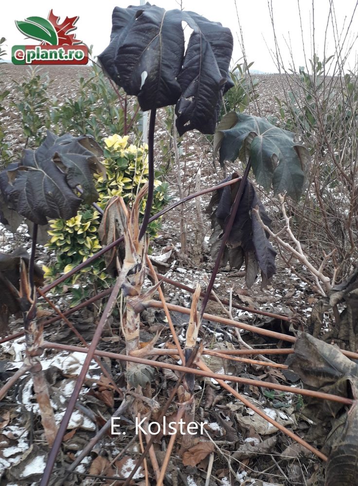 tetrapanax papyrifer 'Rex' herfst