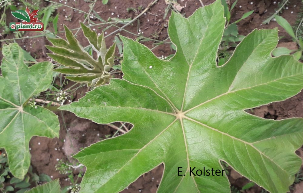 tetrapanax papyrifer 'Rex' zomer blad