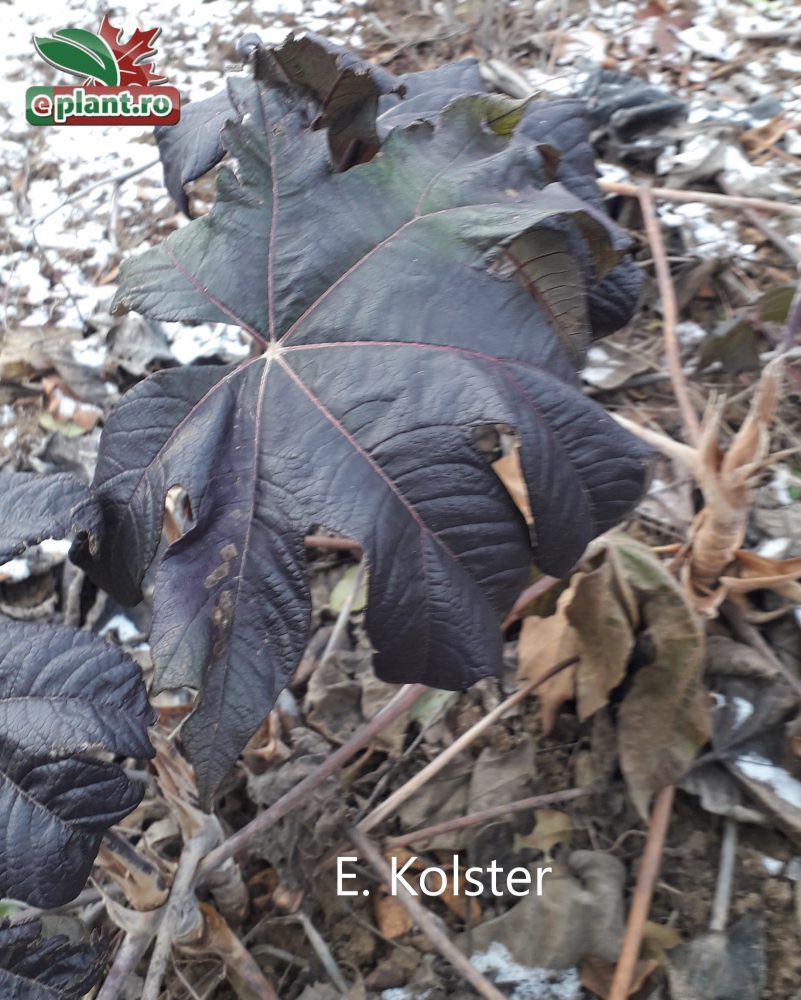 tetrapanax papyrifer rex herfst