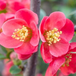 Chaenomeles superba 'Texas Scarlet'