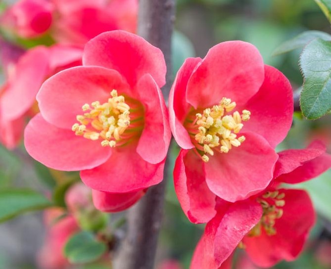 chaenomelis Chaenomeles superba 'Texas Scarlet'