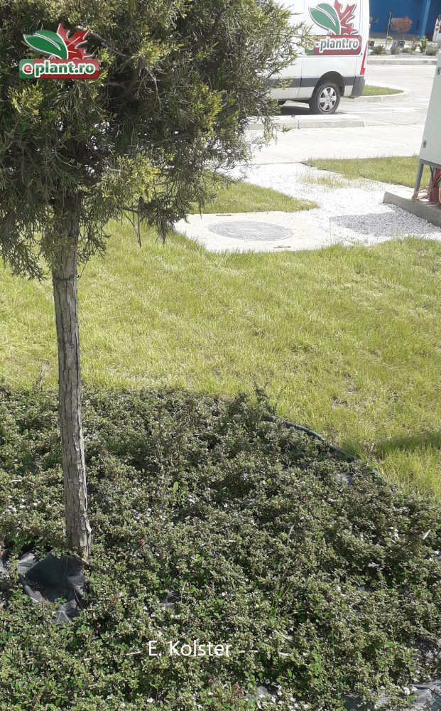 Cotoneaster bij vliegveld 2022