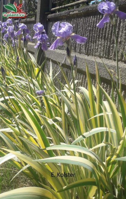 Iris pallida ' Aureovariegata'