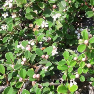 Cotoneaster suecicus 'Coral Beauty'