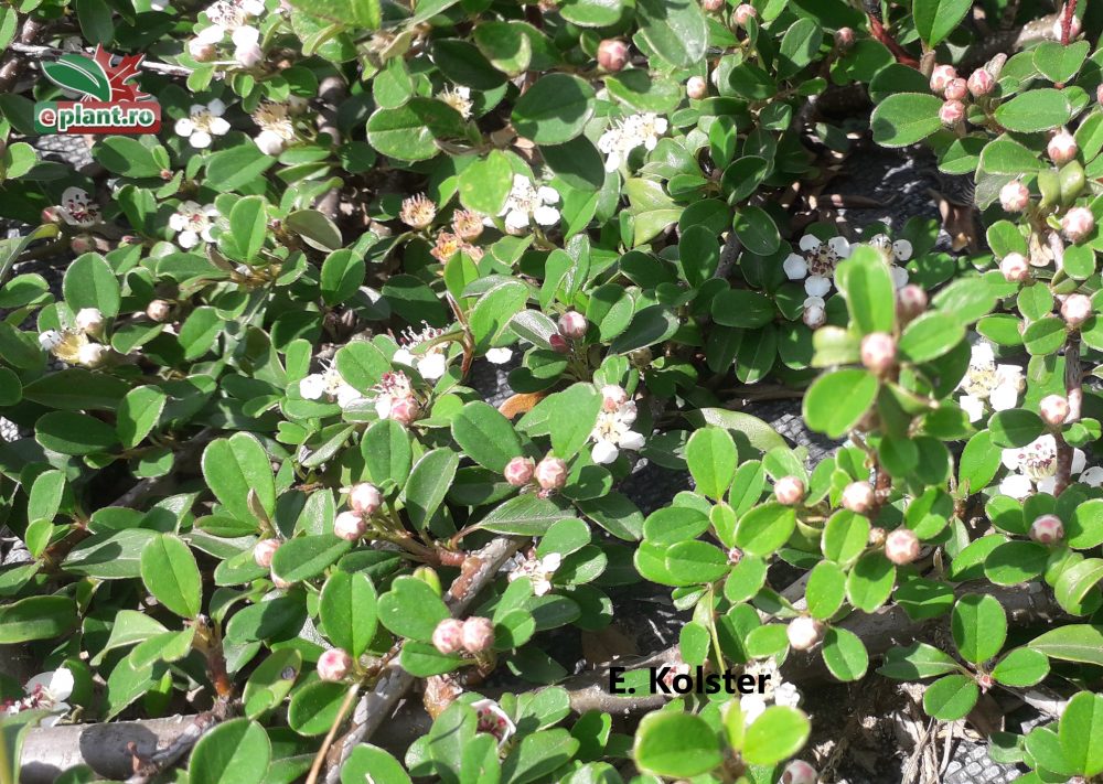 cotoneaster coral beauty placaj Cotoneaster suecicus 'Coral Beauty'