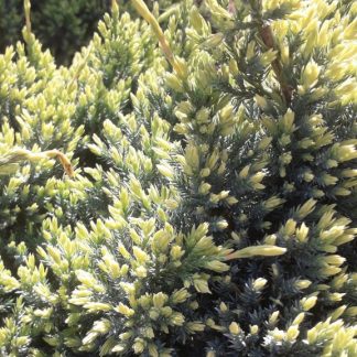 Juniperus squamata 'Holger'