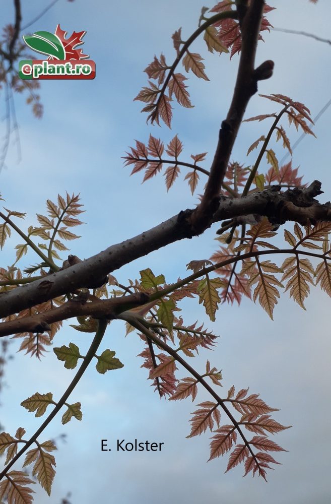 koelreuteria scheuten