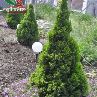 Picea glauca 'Conica'