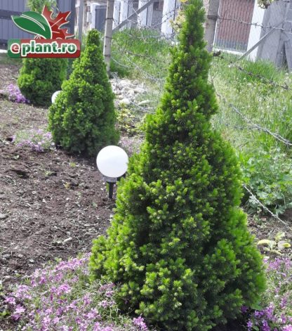 Picea glauca 'Conica'