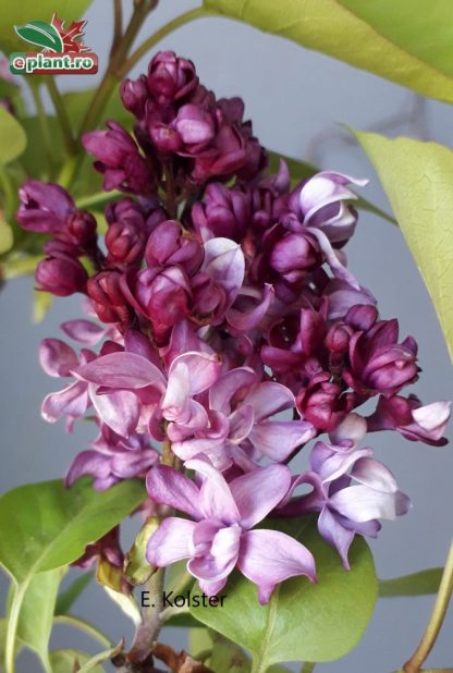 Syringa vulgaris 'Edward Harding'