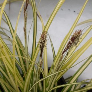 Carex morrowii 'Aureo Variegata'