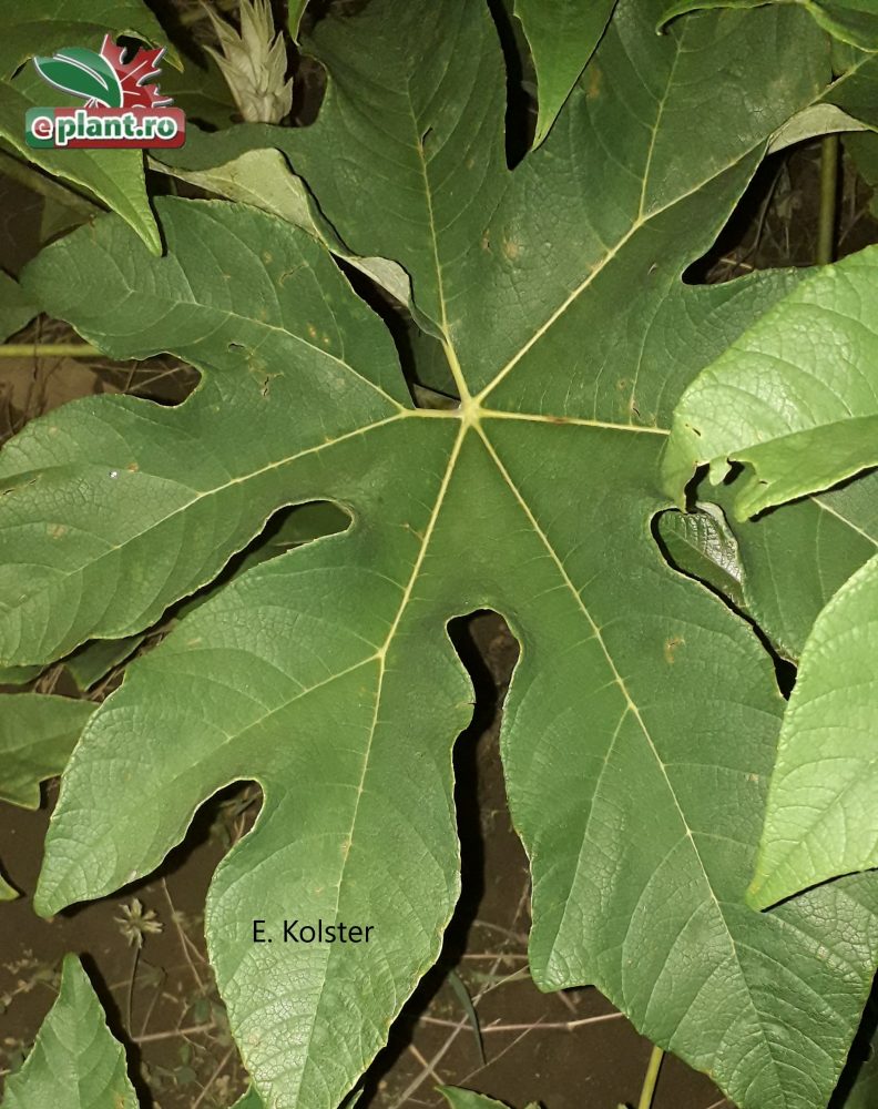 Tetrapanax pap rex blad