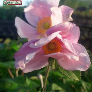 Anemone hybrida 'Ouverture'