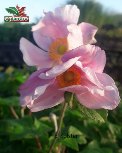 Anemone hybrida 'Ouverture'