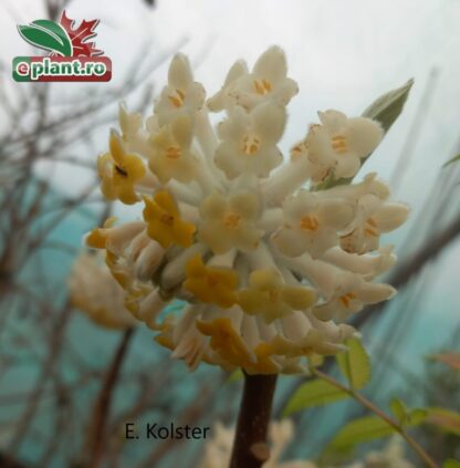 Edgeworthia chrysanthia 'Grandiflora'