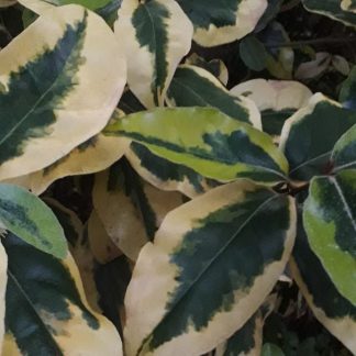 Elaeagnus ebbingei 'Viveleg'