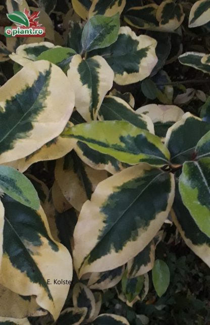 Elaeagnus ebbingei 'Viveleg'