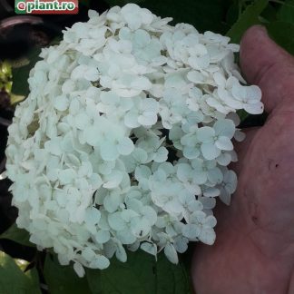 Hydrangea macrophylla 'Snowball'