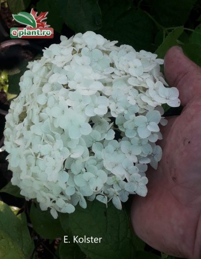 Hydrangea macrophylla 'Snowball'