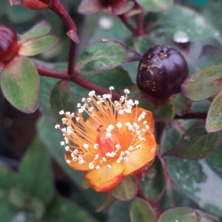 Hypericum inodorum 'Magical Universe'