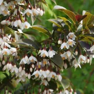 Styrax japonicus 'Evening Light'