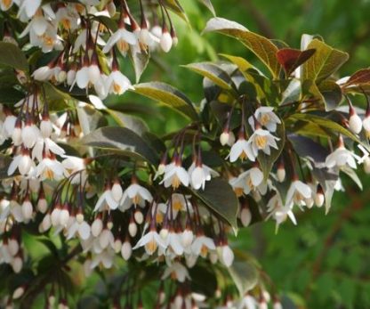 Styrax japonicus 'Evening Light'