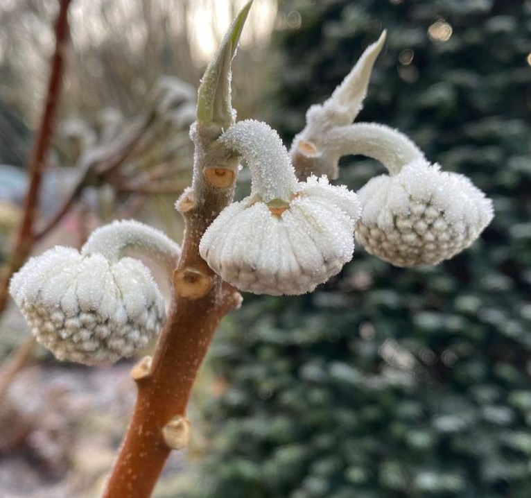 3-edgeworthia bloemknop