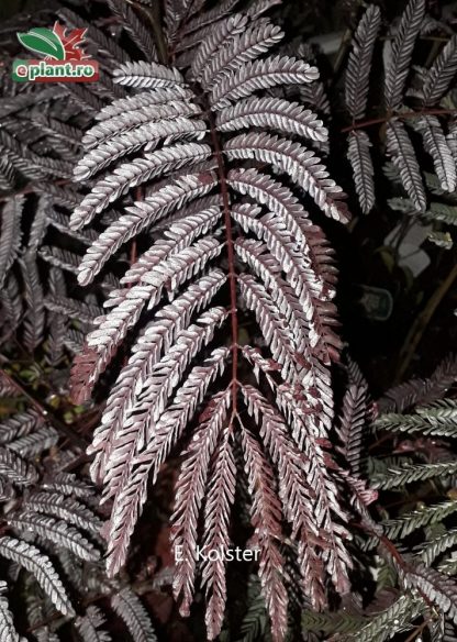 Albizia julibrissin 'Summer Chocolate'