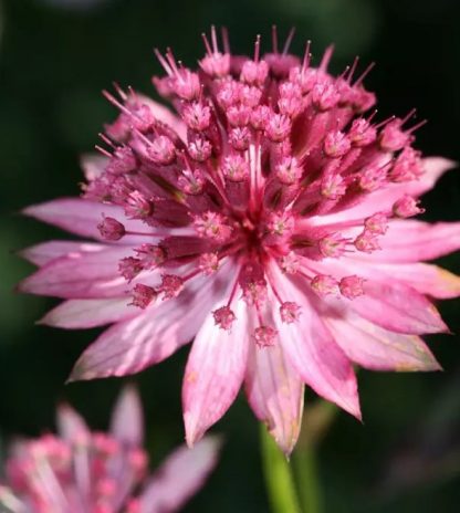 Astrantia major 'Rosensinfonie'