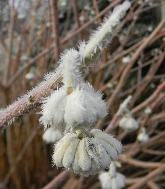 Edgeworthia bloemknop in ijs