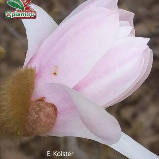 Magnolia stellata 'Rosea'