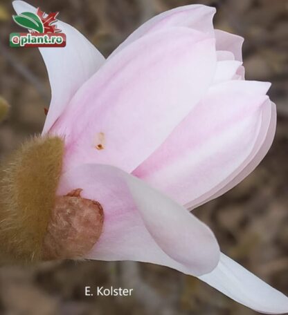 Magnolia stellata 'Rosea'