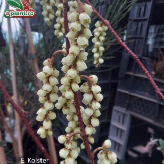 Stachyurus praecox