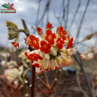 Edgeworthia chrysantha 'Red Dragon'