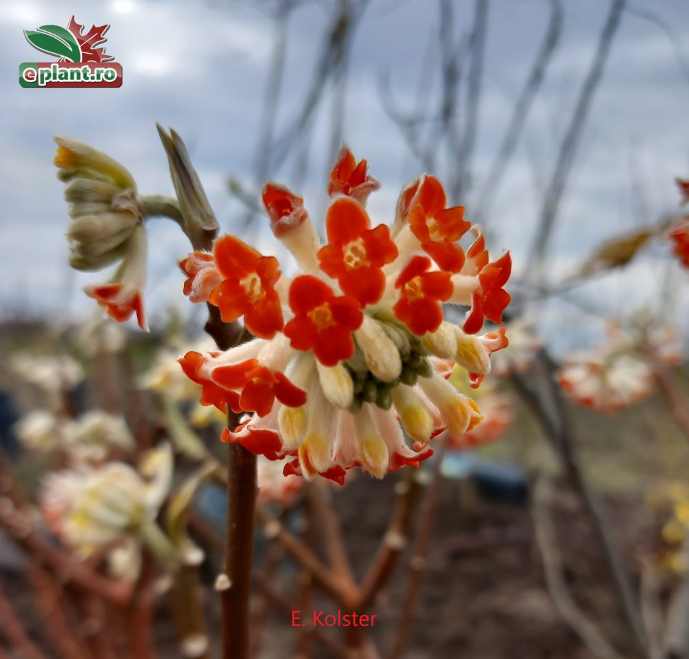 edgeworthia gr red dragon 1 bloem Edgeworthia chrysantha 'Red Dragon'