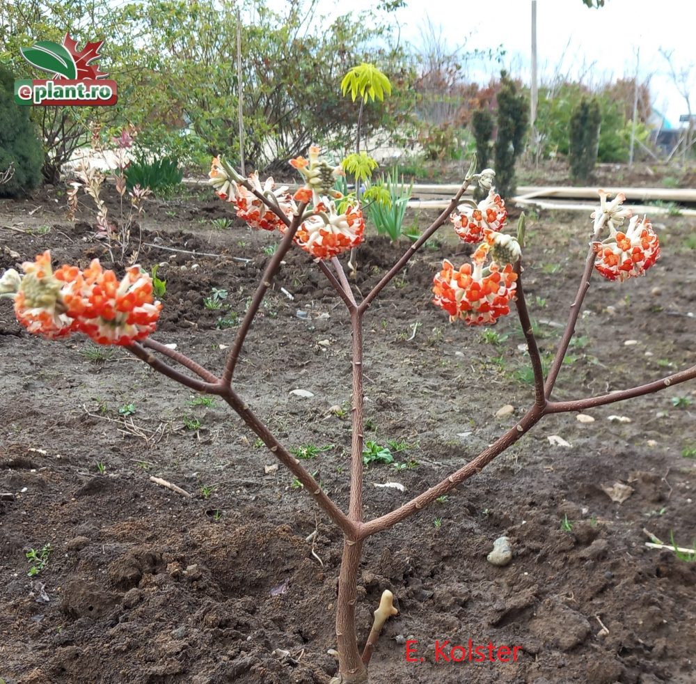 edgeworthia gr red dragon plant