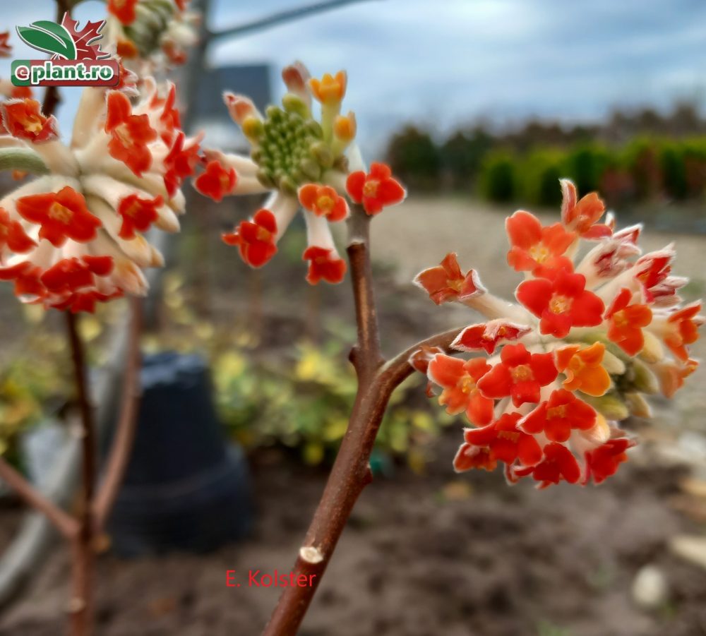 edgeworthia grandiflora red dragon bloem