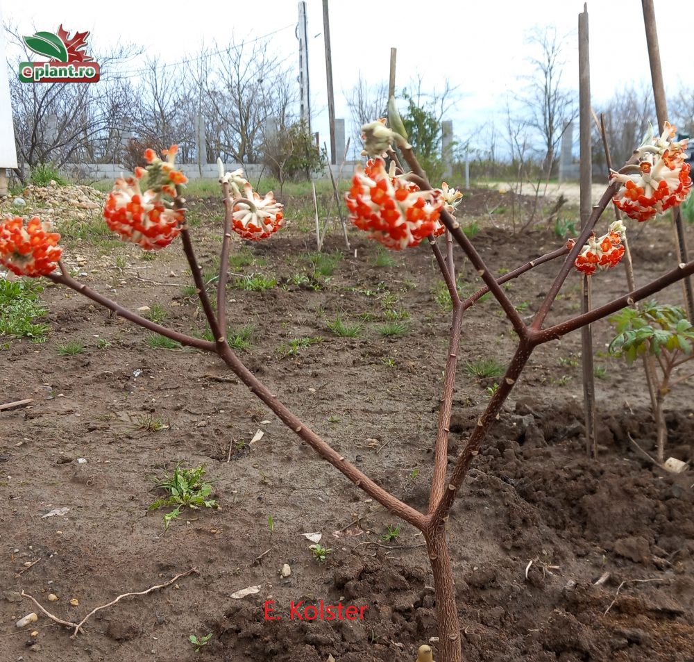 edgeworthia grandiflora red dragon plant
