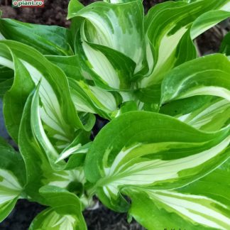 Hosta variegata