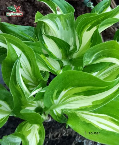 Hosta variegata