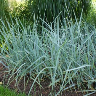 Elymus (leymus) arenarius 'Glaucus'