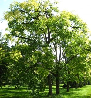 Cedrela sau Toona sinensis